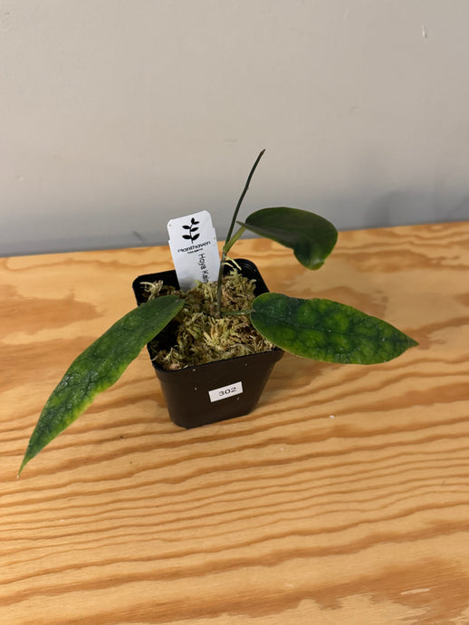 302. Hoya Kaimuki