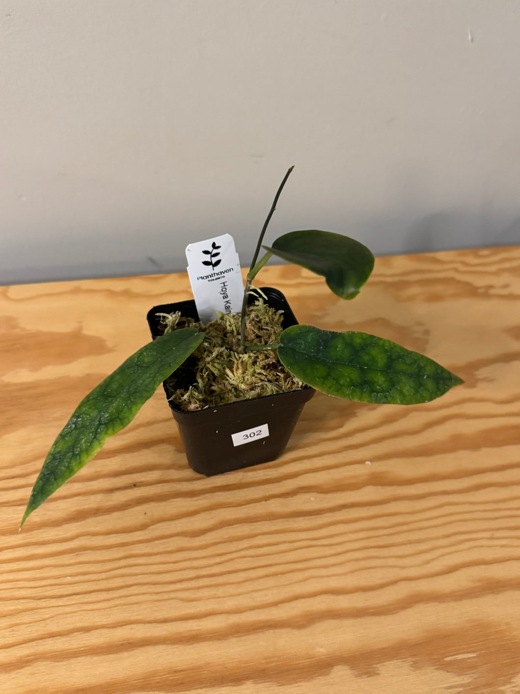 302. Hoya Kaimuki