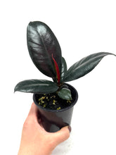 Load image into Gallery viewer, Ficus Elastica Burgundy