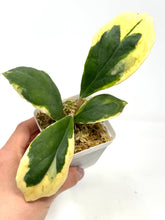 Load image into Gallery viewer, Hoya Incrassata Albo Variegated
