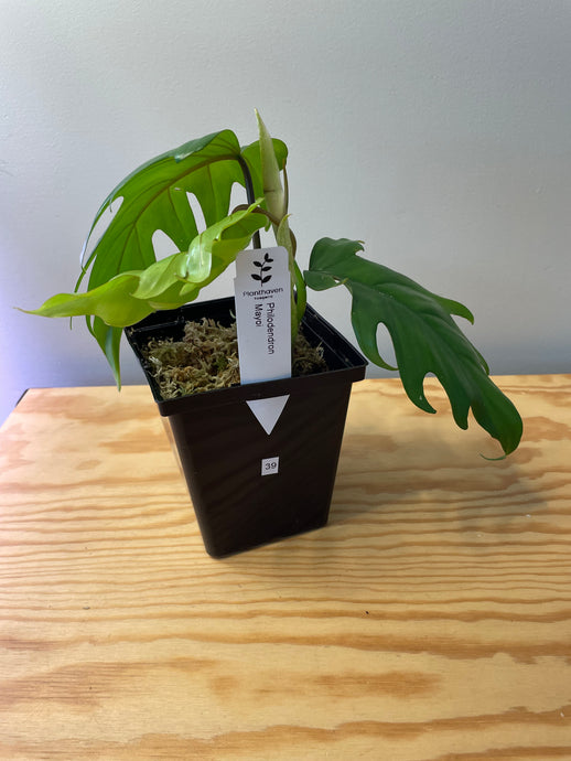 39. Philodendron Mayoi