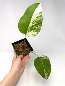 Monstera Deliciosa Albo Variegated D