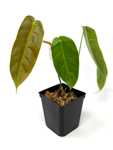 Philodendron Sharoniae