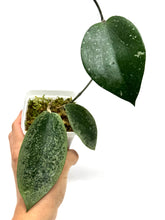 Load image into Gallery viewer, Hoya Glabra Silver A