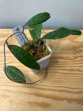 Load image into Gallery viewer, 13. Hoya Finlaysonii cv. Philip
