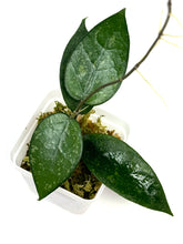 Load image into Gallery viewer, Hoya Verticillata Splash