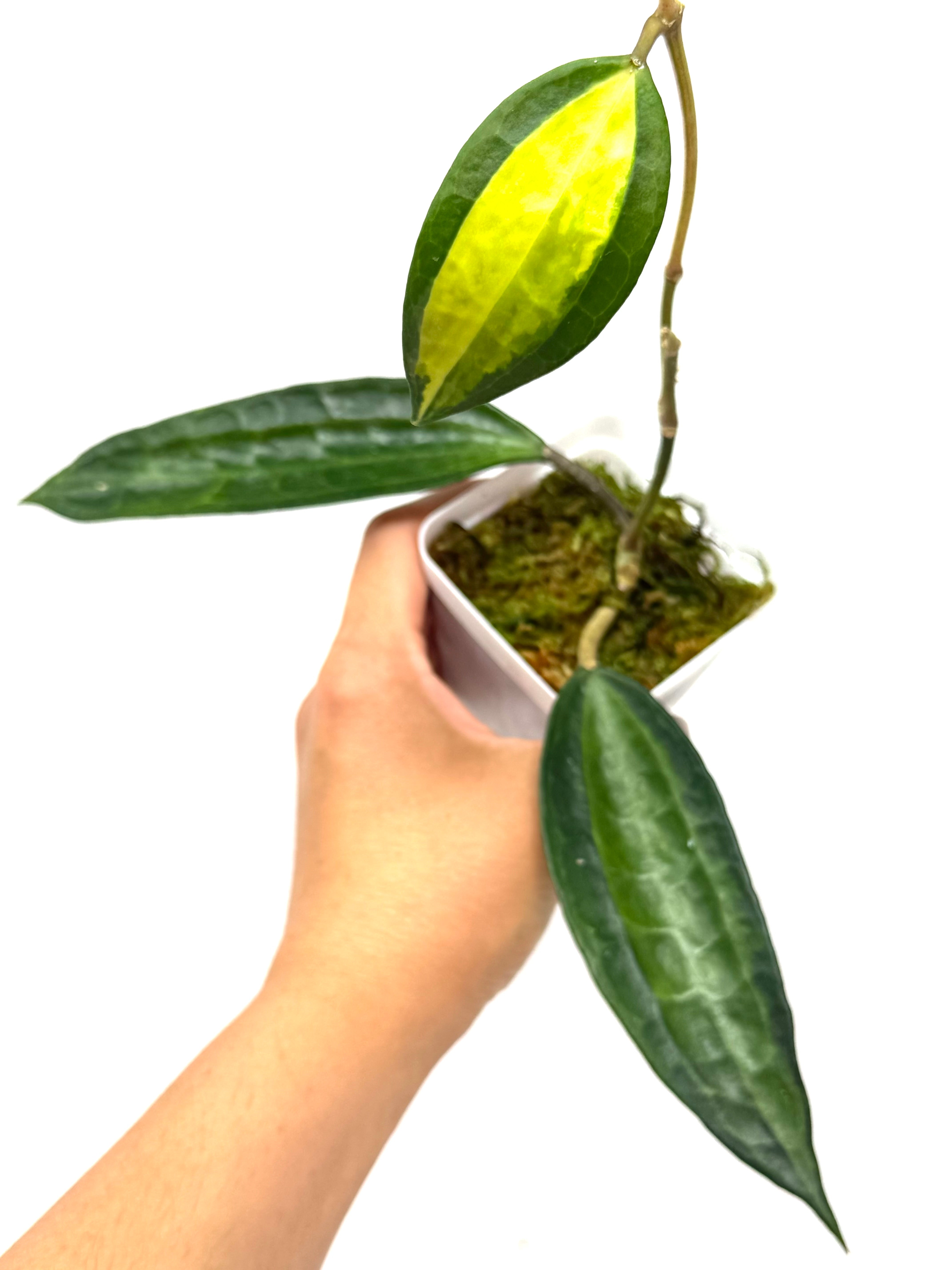 Hoya Macrophylla 'Pot of Gold' – Planthaven Toronto