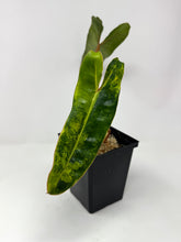 Load image into Gallery viewer, Philodendron Billietiae Variegated E