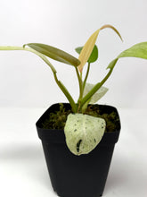 Load image into Gallery viewer, Philodendron Whipple Way D