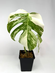 Monstera Deliciosa Albo Variegated B