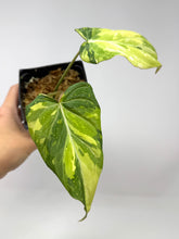 Load image into Gallery viewer, Philodendron Gloriosum Variegated A
