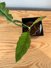 Load image into Gallery viewer, 275. Philodendron Ring of Fire