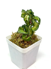 Load image into Gallery viewer, Hoya Carnosa Compacta Variegated (Mauna Loa)