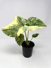 Load image into Gallery viewer, Monstera Deliciosa Crème Brulee