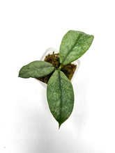 Load image into Gallery viewer, Hoya Mitrata Silver F