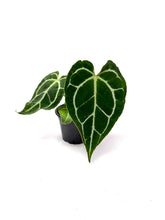 Load image into Gallery viewer, Anthurium Crystallinum 4”