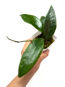 Hoya Ally (Memoria x IR26)