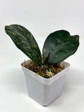 Load image into Gallery viewer, Hoya Obovata Splash