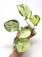 Load image into Gallery viewer, Epipremnum Aureum &#39;Manjula&#39;