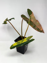 Load image into Gallery viewer, Philodendron Billietiae Variegated A