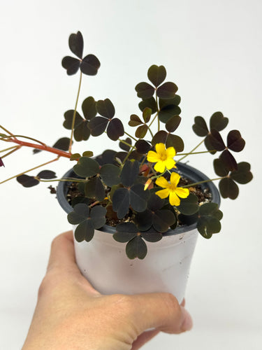 Oxalis Spiralis ssp. Vulcanicola