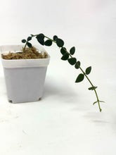 Load image into Gallery viewer, Hoya Chinghungensis