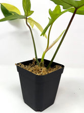 Load image into Gallery viewer, Philodendron Florida Beauty D