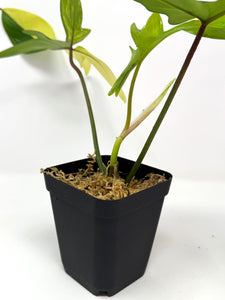 Philodendron Florida Beauty D