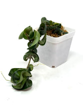 Load image into Gallery viewer, Hoya Carnosa Compacta (Large)