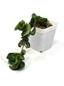 Hoya Carnosa Compacta (Large)