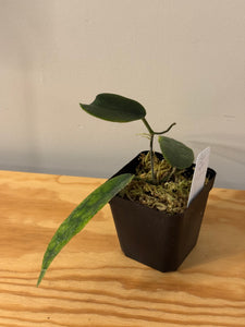 302. Hoya Kaimuki
