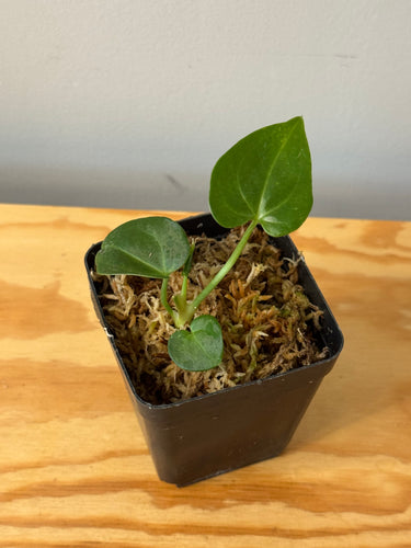 38. Anthurium Clarinervium