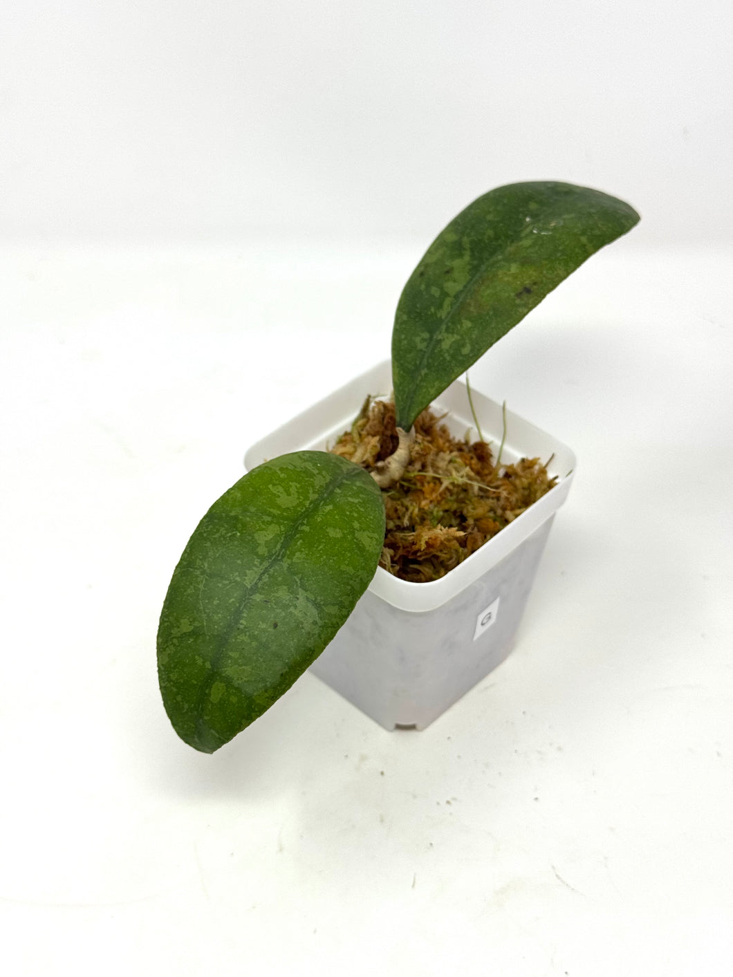 Hoya Lambii Silver G