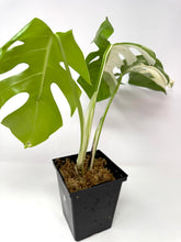 Load image into Gallery viewer, Monstera Deliciosa Albo Variegated I