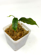 Load image into Gallery viewer, Hoya Danumensis