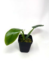 Load image into Gallery viewer, Philodendron Applanatum