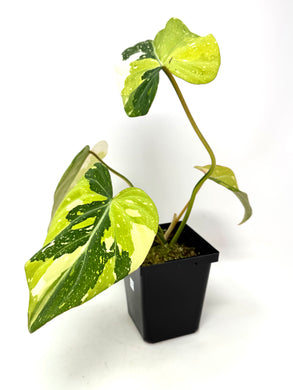 Philodendron Gloriosum Variegated G