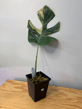 Load image into Gallery viewer, 156. Monstera Deliciosa Aurea Variegated