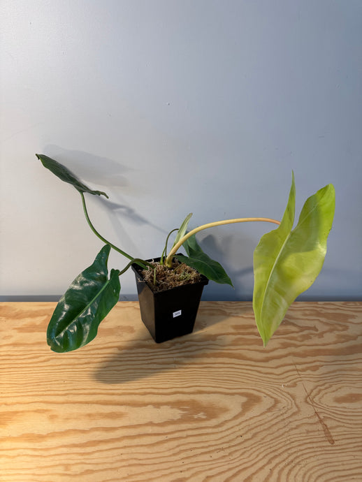 303. Philodendron Burle Marx Variegated