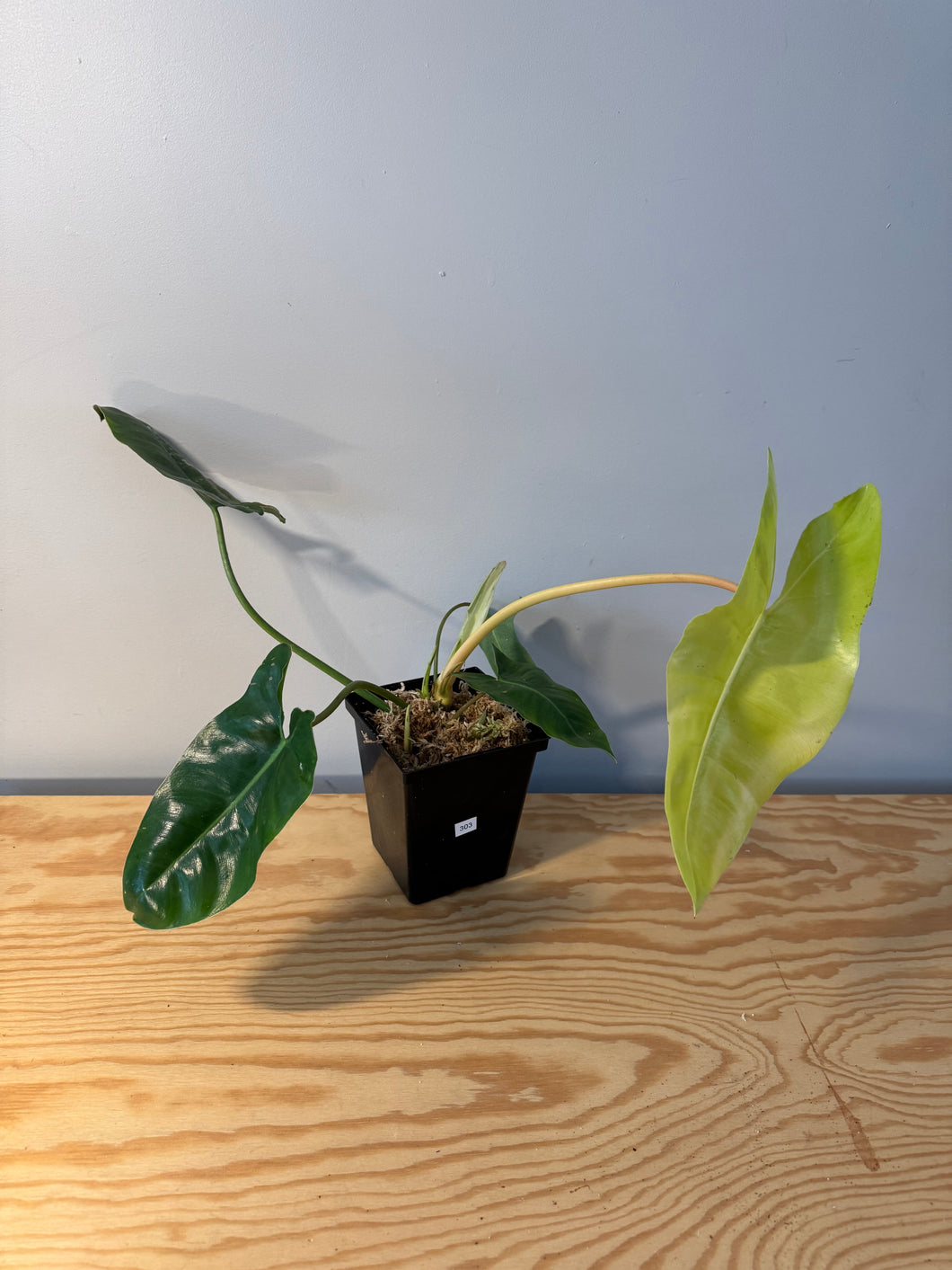 303. Philodendron Burle Marx Variegated