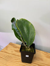 Load image into Gallery viewer, 110. Hoya Lambii