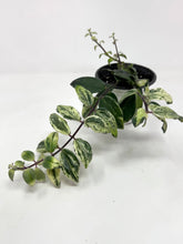Load image into Gallery viewer, Aeschynanthus Radicans Variegated