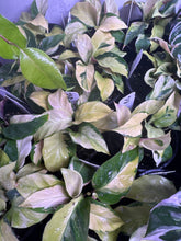 Load image into Gallery viewer, Calathea Yellow Fusion