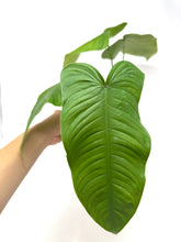 Load image into Gallery viewer, Philodendron Tenue