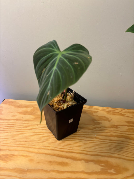 177. Philodendron El Choco Red