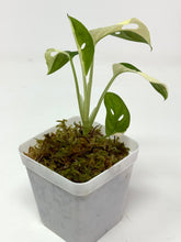 Load image into Gallery viewer, Monstera Adansonii Variegated B