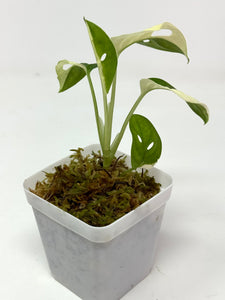 Monstera Adansonii Variegated B