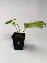 Load image into Gallery viewer, Monstera Deliciosa Aurea Variegated C