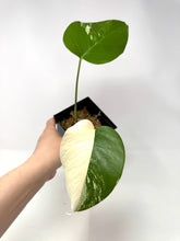 Load image into Gallery viewer, Monstera Deliciosa Albo Variegated B