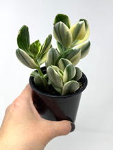 Load image into Gallery viewer, Crassula Ovata ‘Jade Plant’ Variegated- Ships within Canada only